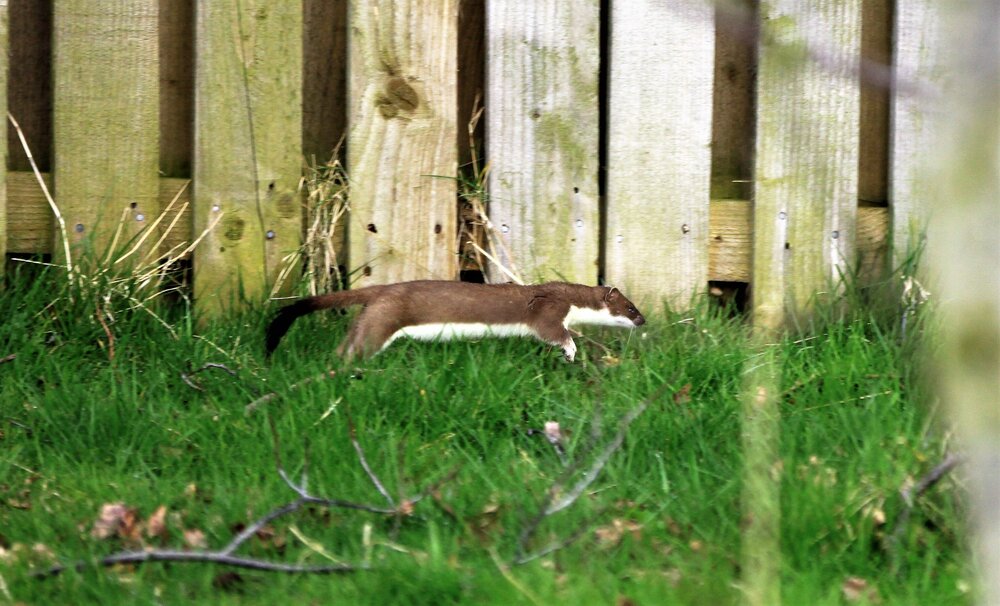 Stoat.jpg