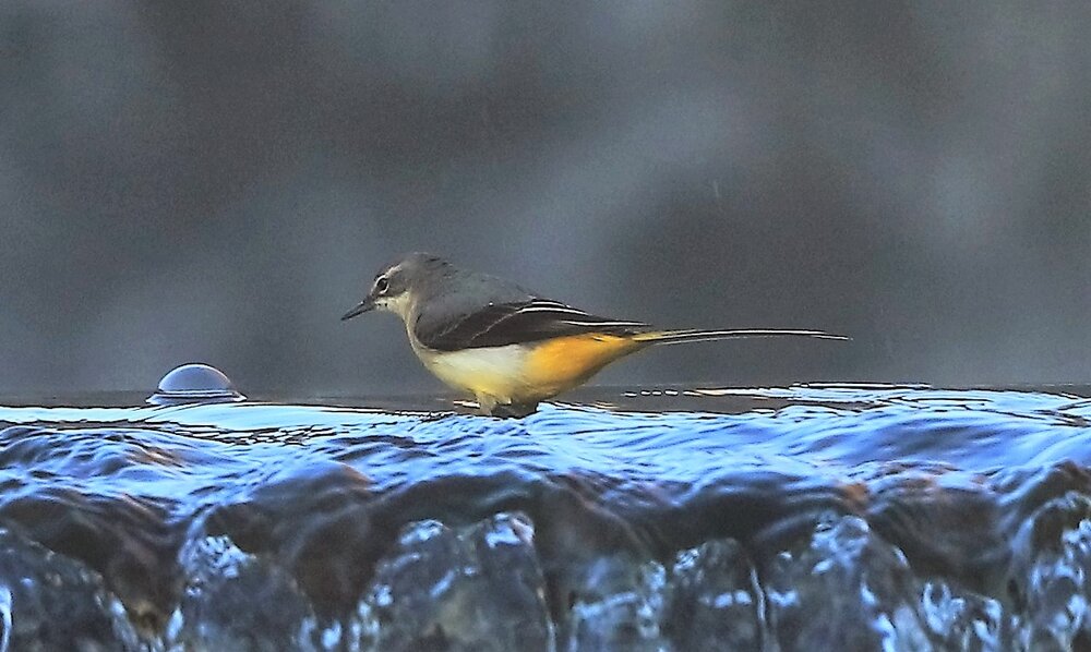 Grey Wagtail-Waterfall (3).JPG