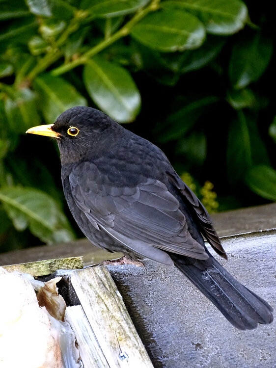 Blackbird.thumb.jpg.6fe89e54c5e781d85dd56b472c34f63f.jpg