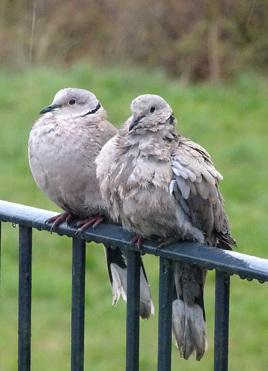 Doves.thumb.jpg.f49b955da3a57f3569e2a4191122aa0f.jpg