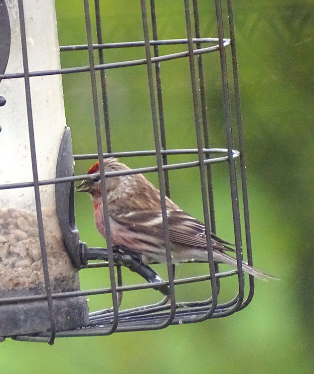 Linnet.thumb.jpg.aa789a910a0bb43bbddb3970b6475f85.jpg