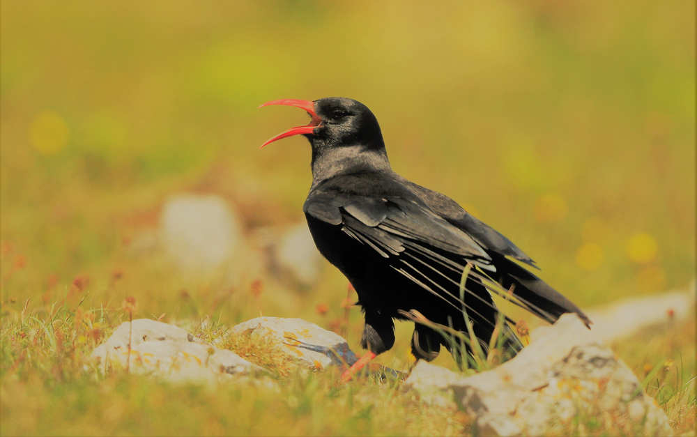 Chough (2).png