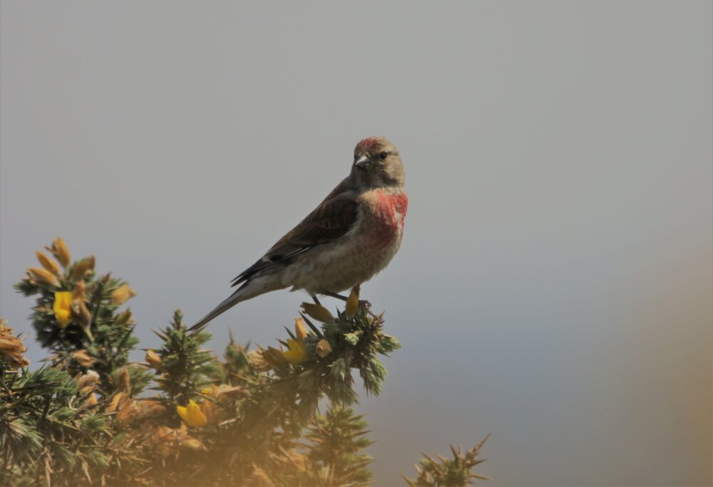 Linnet.jpg