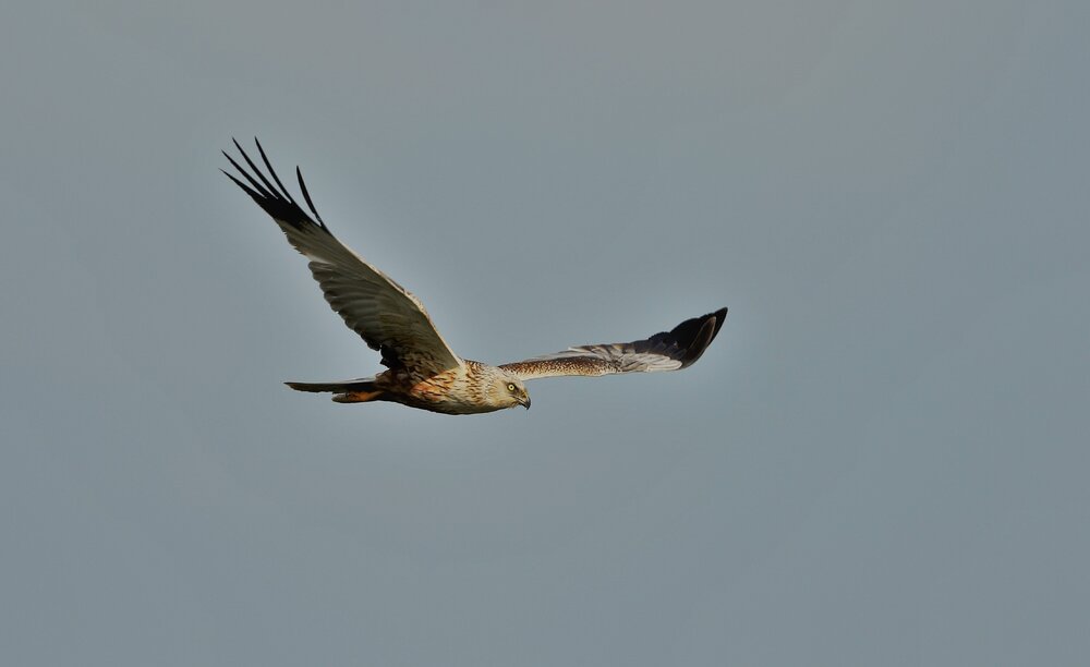 Marsh Harrier 2 (2).jpg