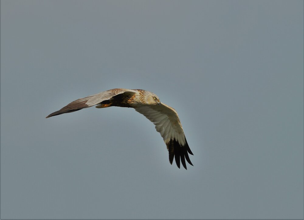 Marsh Harrier (2).jpg