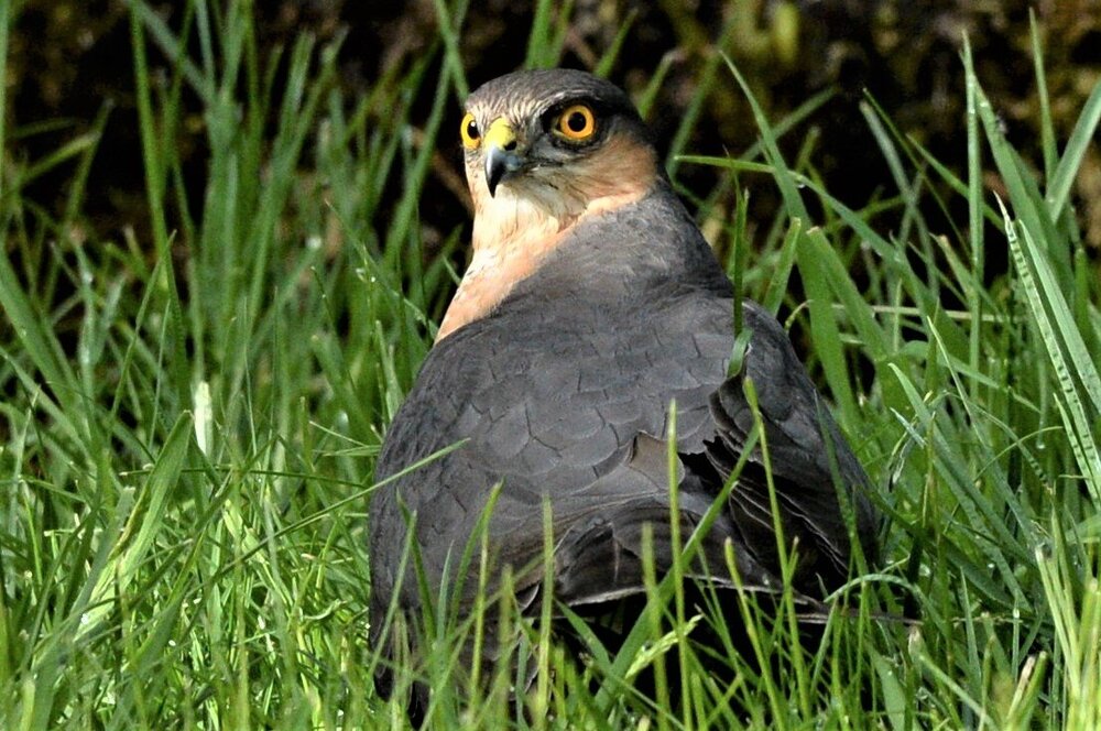 Sparrowhawk01.jpg