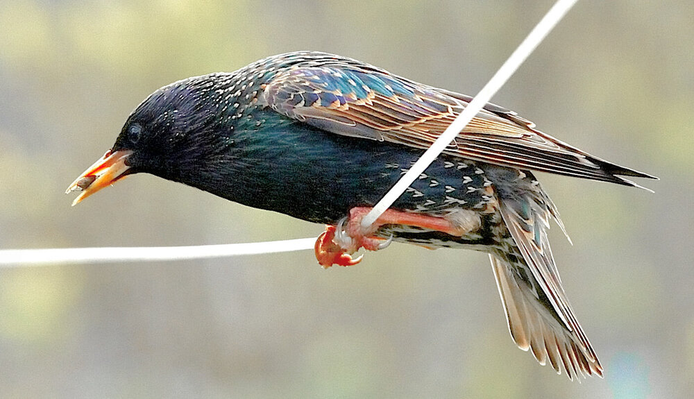 Starling05_017.thumb.JPG.517c6b544a8dfd4e8618f19fd7d28b46.JPG